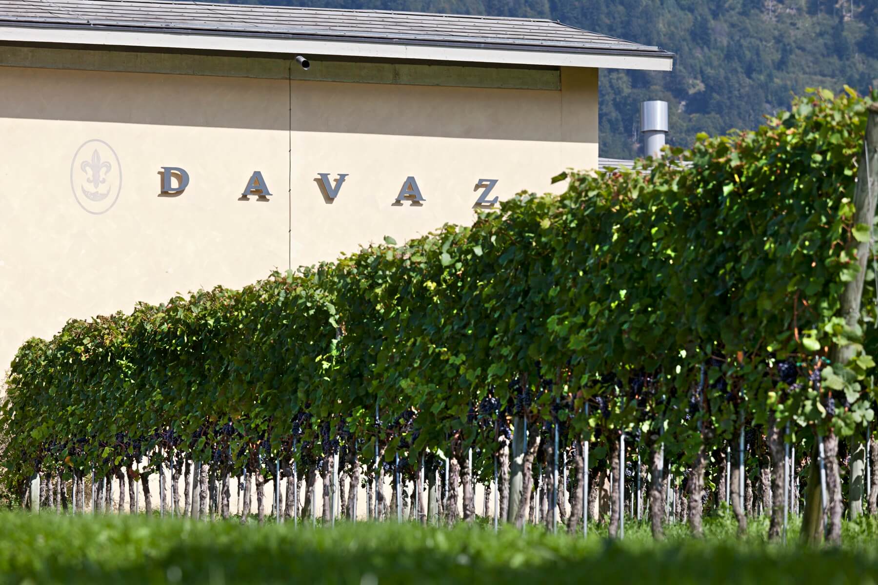DAVAZ Weingut