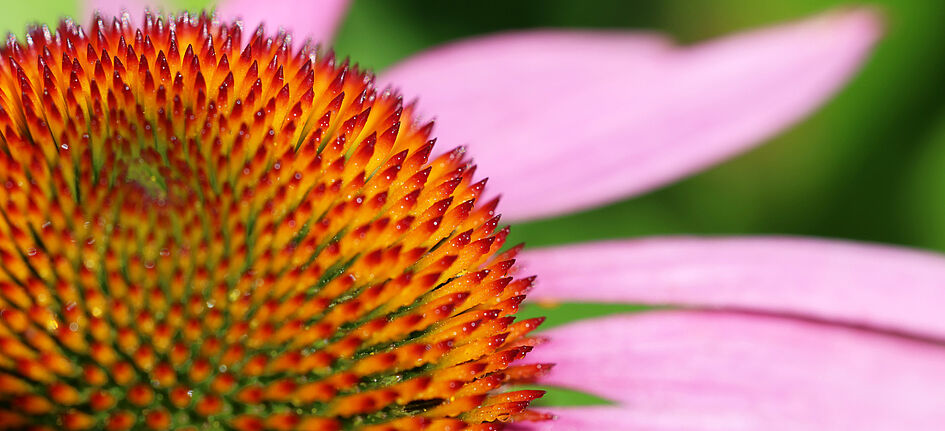 A.Vogel feiert 70 Jahre Echinaforce, ein pflanzliches Arzneimittel aus eigener Echinacea-Kultivierung. Bild: A.Vogel AG