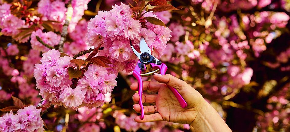 Die Felco 6 Gartenschere in der Farbe „Pink Passion“. Bild von Felco SA.